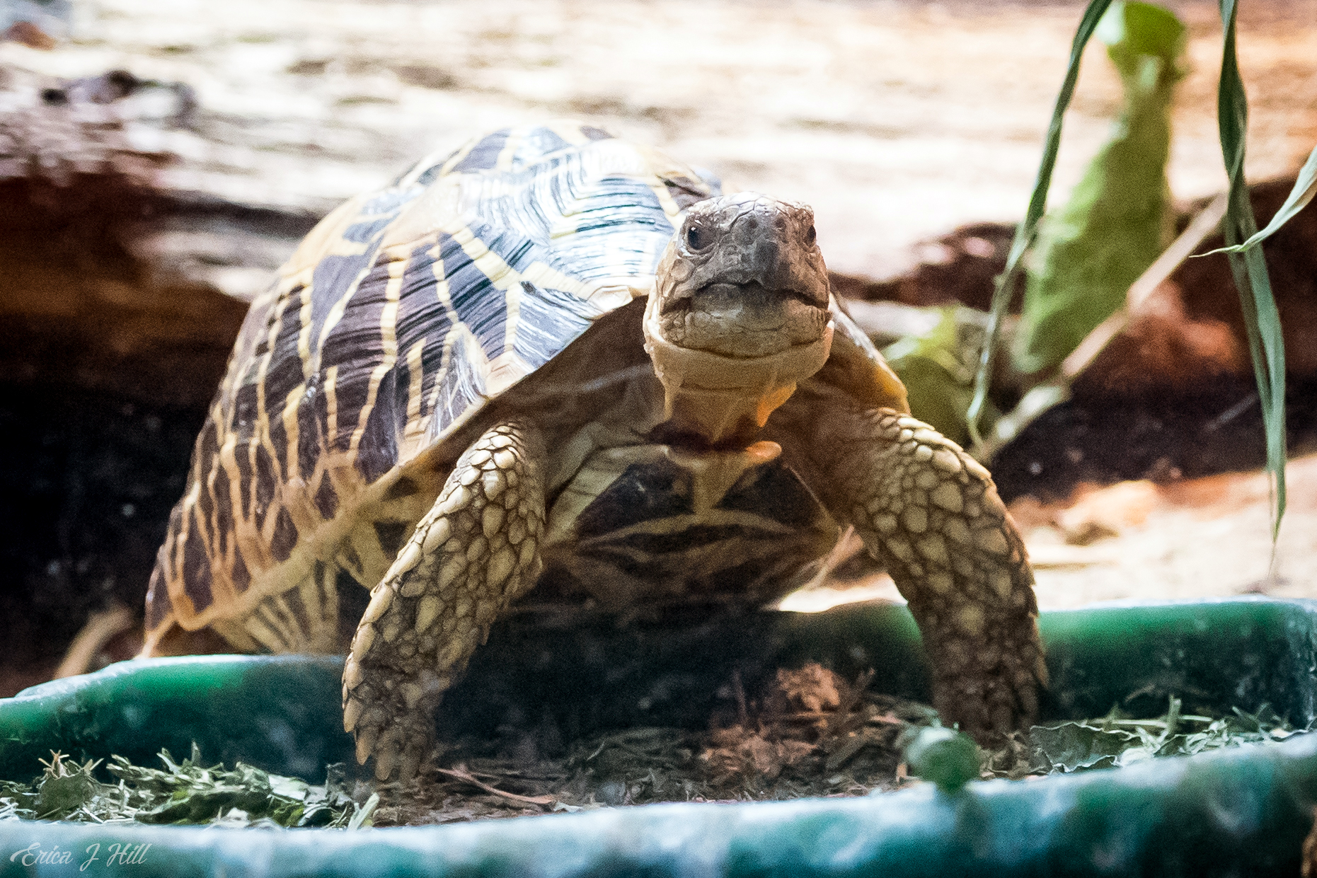 Indian Star Turtle perched on food bowl in habitat