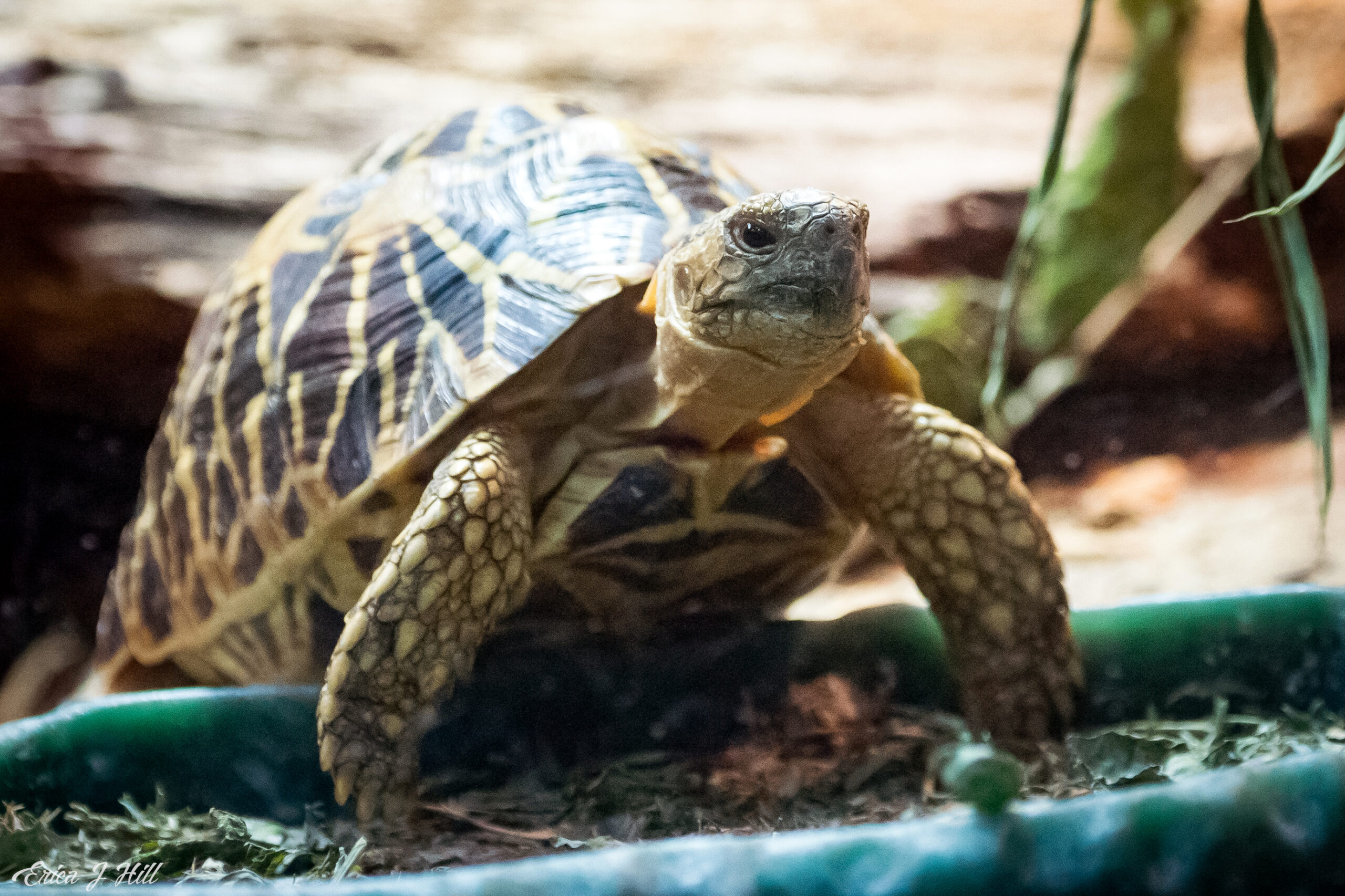 Indian Star Turtle on food bowl in habitat