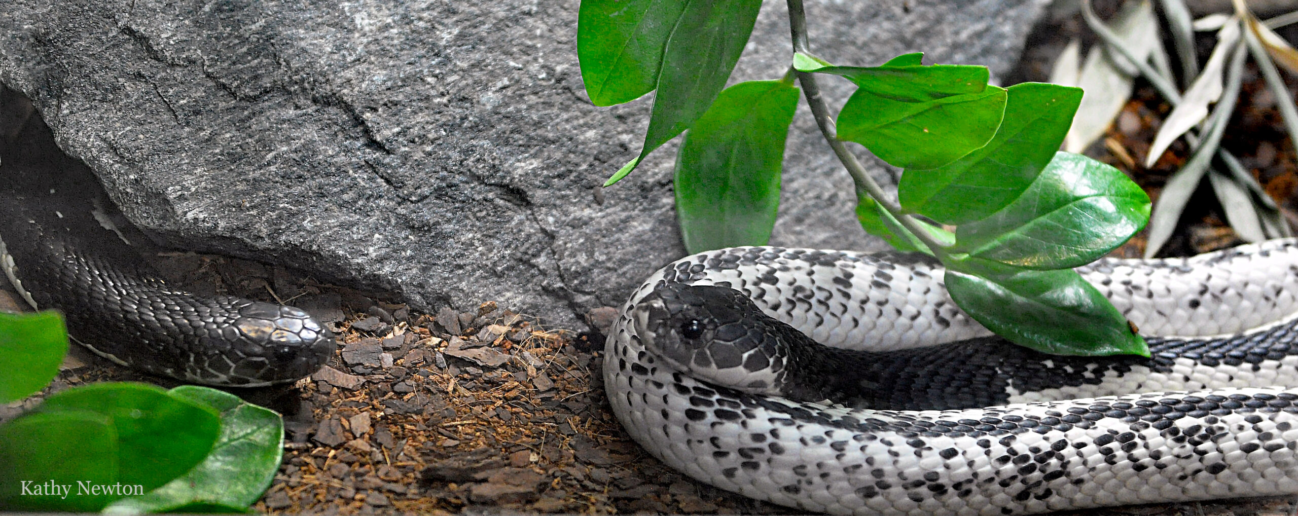 Male and Female Indochinese Spitting Cobra