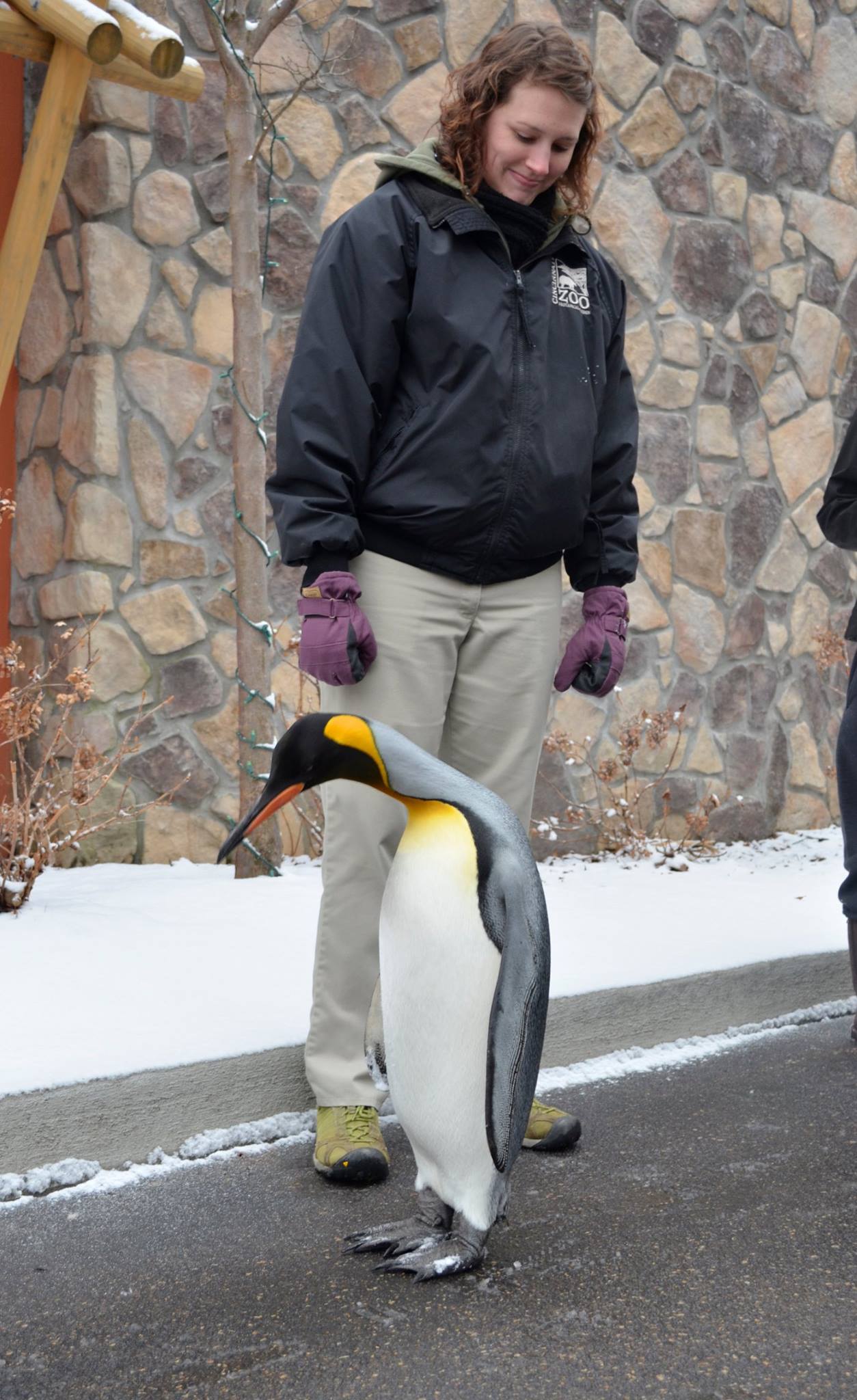 King Penguin walking through the zoo