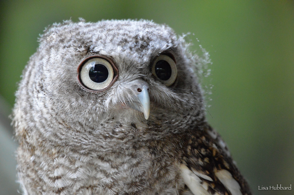 Eastern Screech owl - Cincinnati Zoo & Botanical Garden