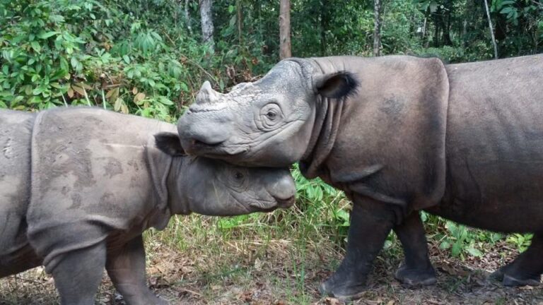 ratu harapan sumatran rhinos