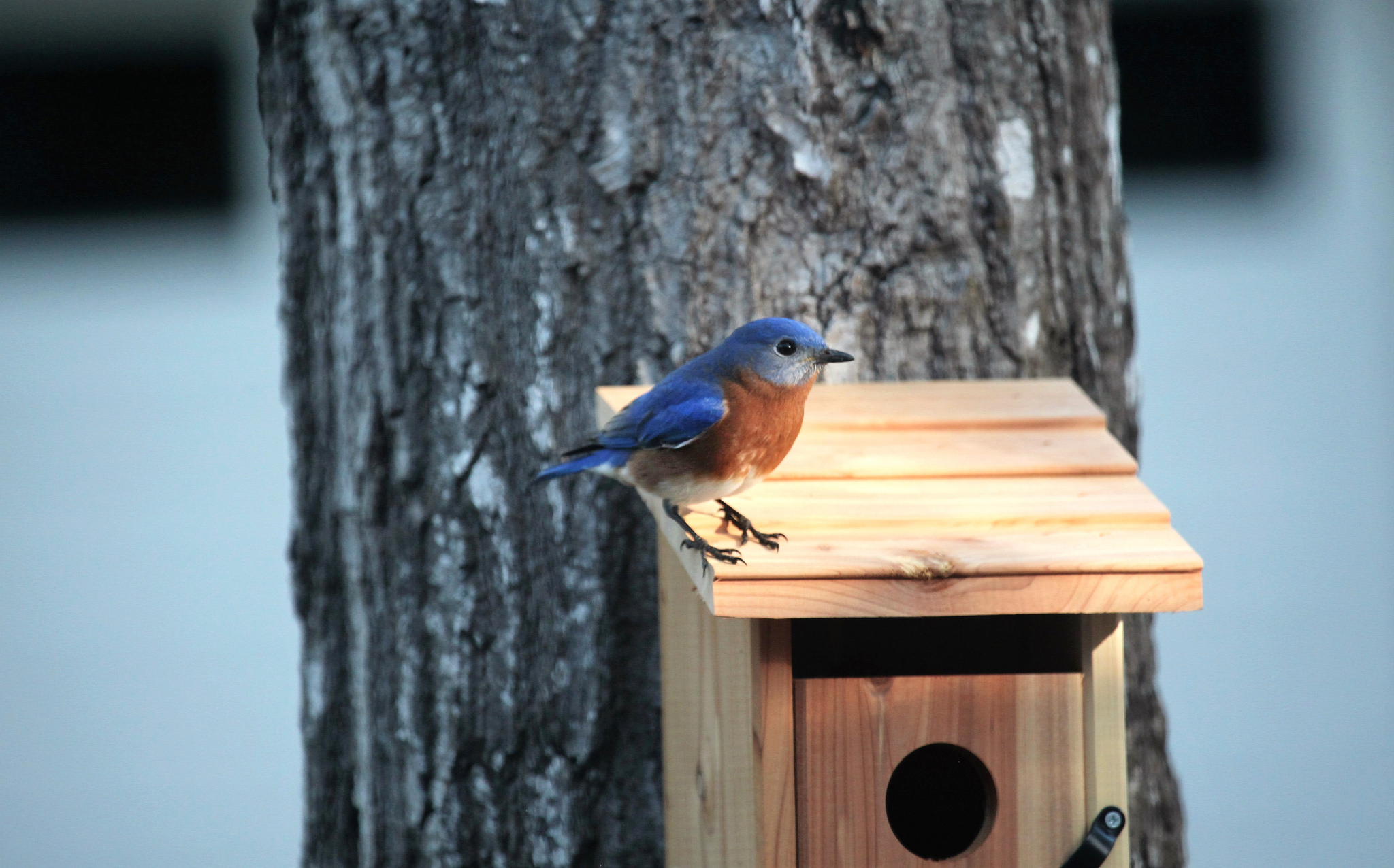 Bluebird on a nest box (Photo: John Flannery)