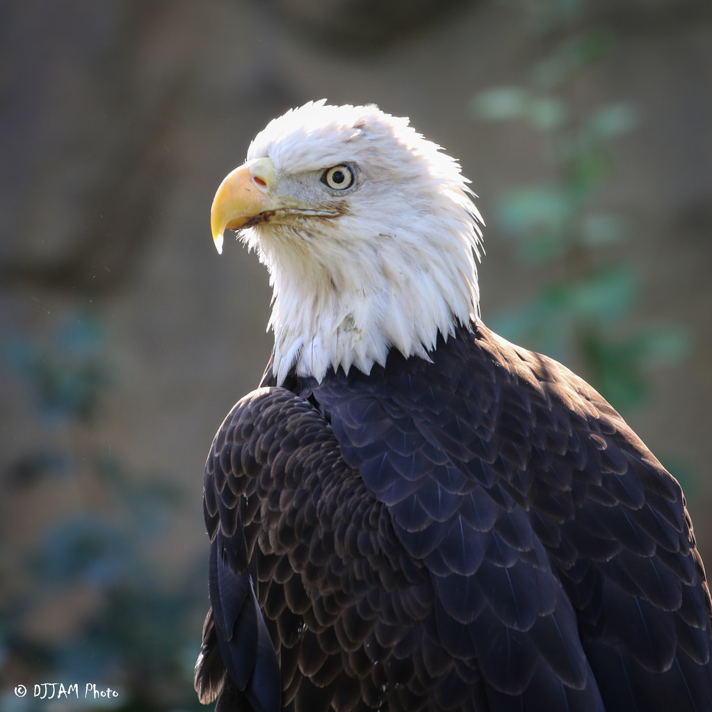 Bald Eagle Bird - Birds of Prey - Awesome Close Up 