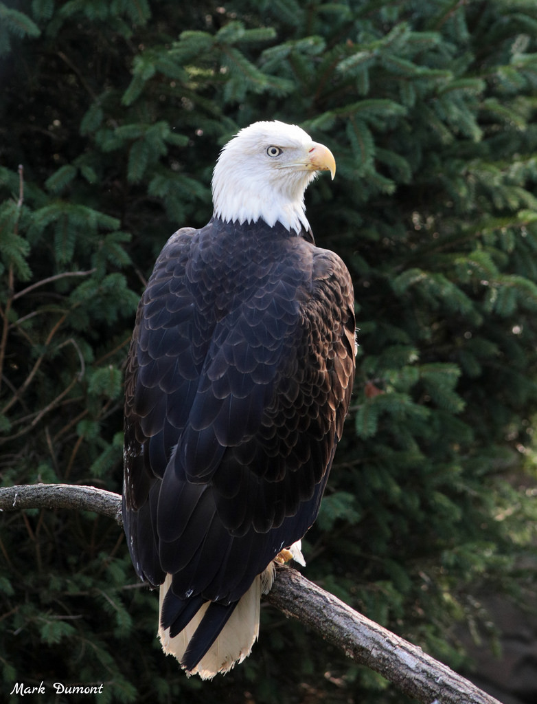Bald eagle (Photo: Mark Dumont)