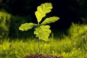 oak seedling