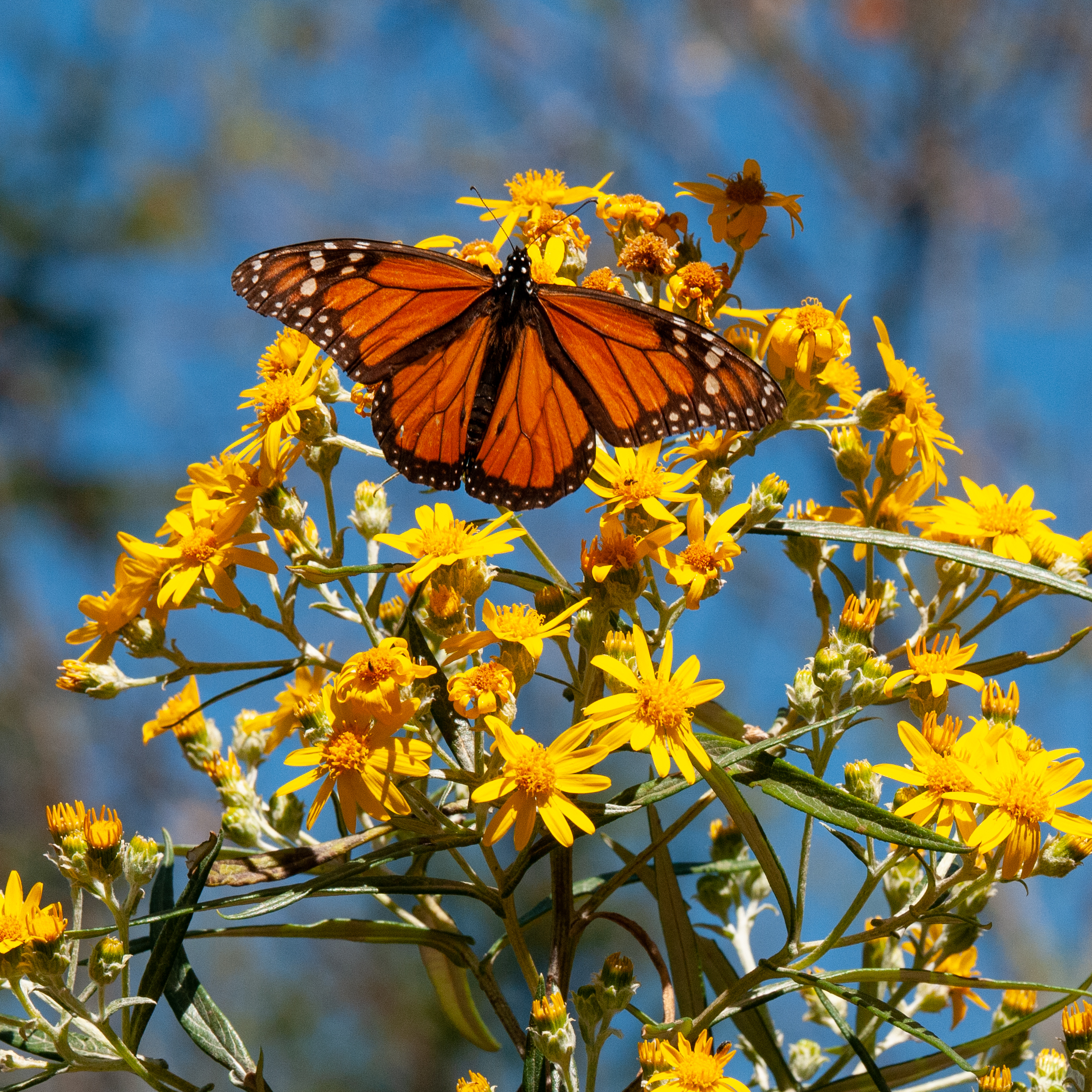 Multiple Monarch Generations Make 3000-Mile Migration Every Year!