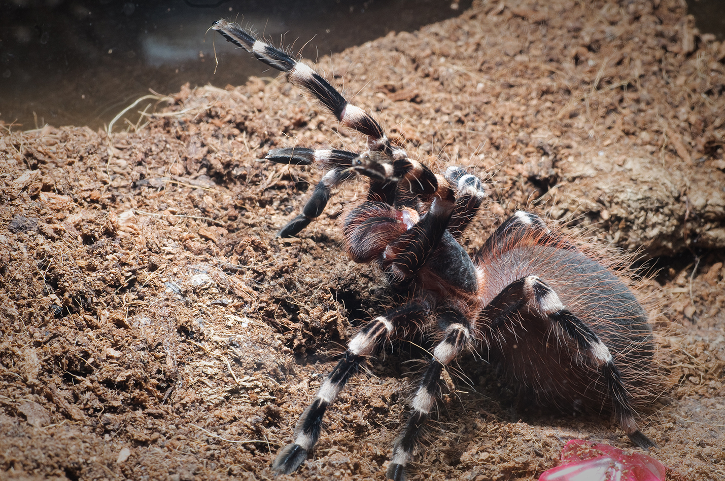 brazilian white kneed taratula with legs up about to strike