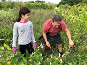 Cutting down pear tree at Bowyer Farm (Photo: Shasta Bray)