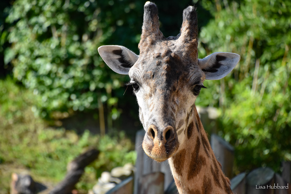 Giraffe (Photo: Lisa Hubbard)
