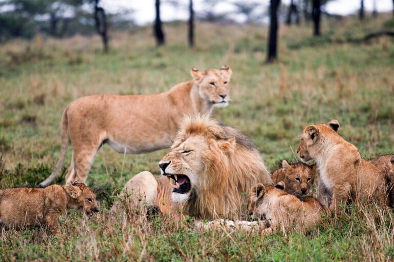 lions in Africa