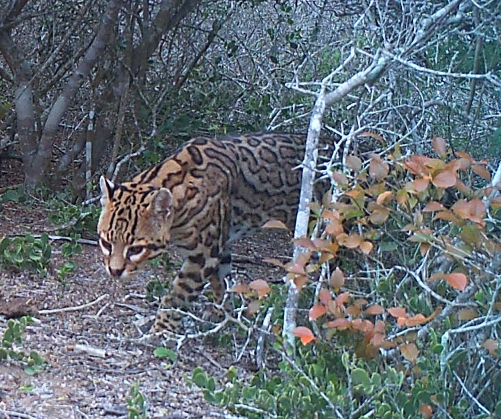 Reproductive Technique Developed by Cincinnati Zoo Scientists May Help Save Critically Endangered Texas Ocelots