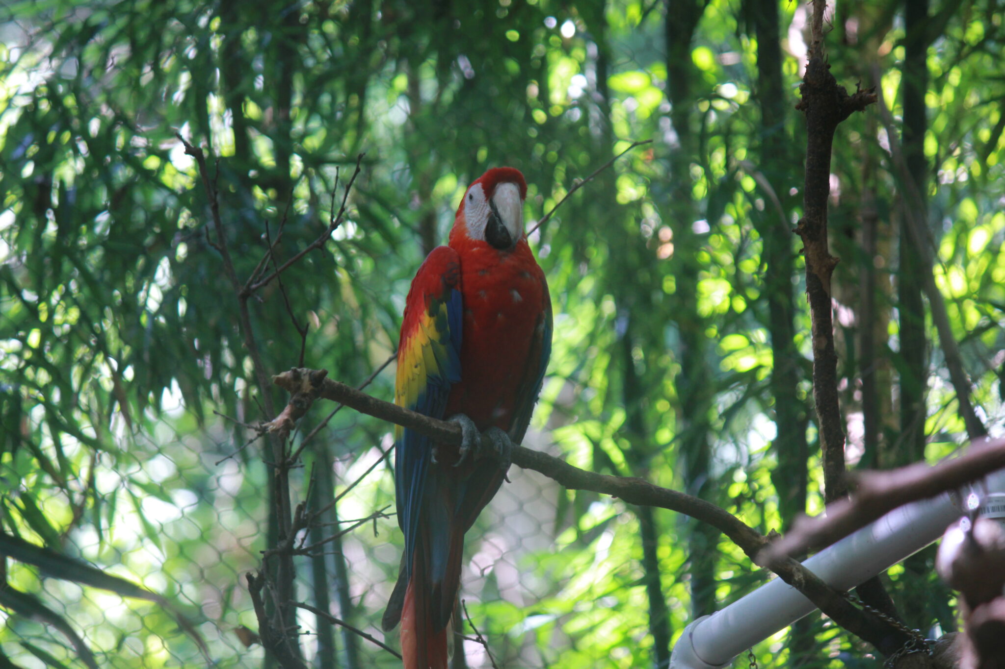 Picture of Soaring and Exploring a New Space for Scarlet Macaws - Cincinnati Zoo ...