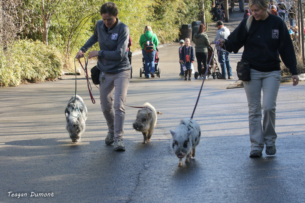 keepers walking three little pigs through zoo