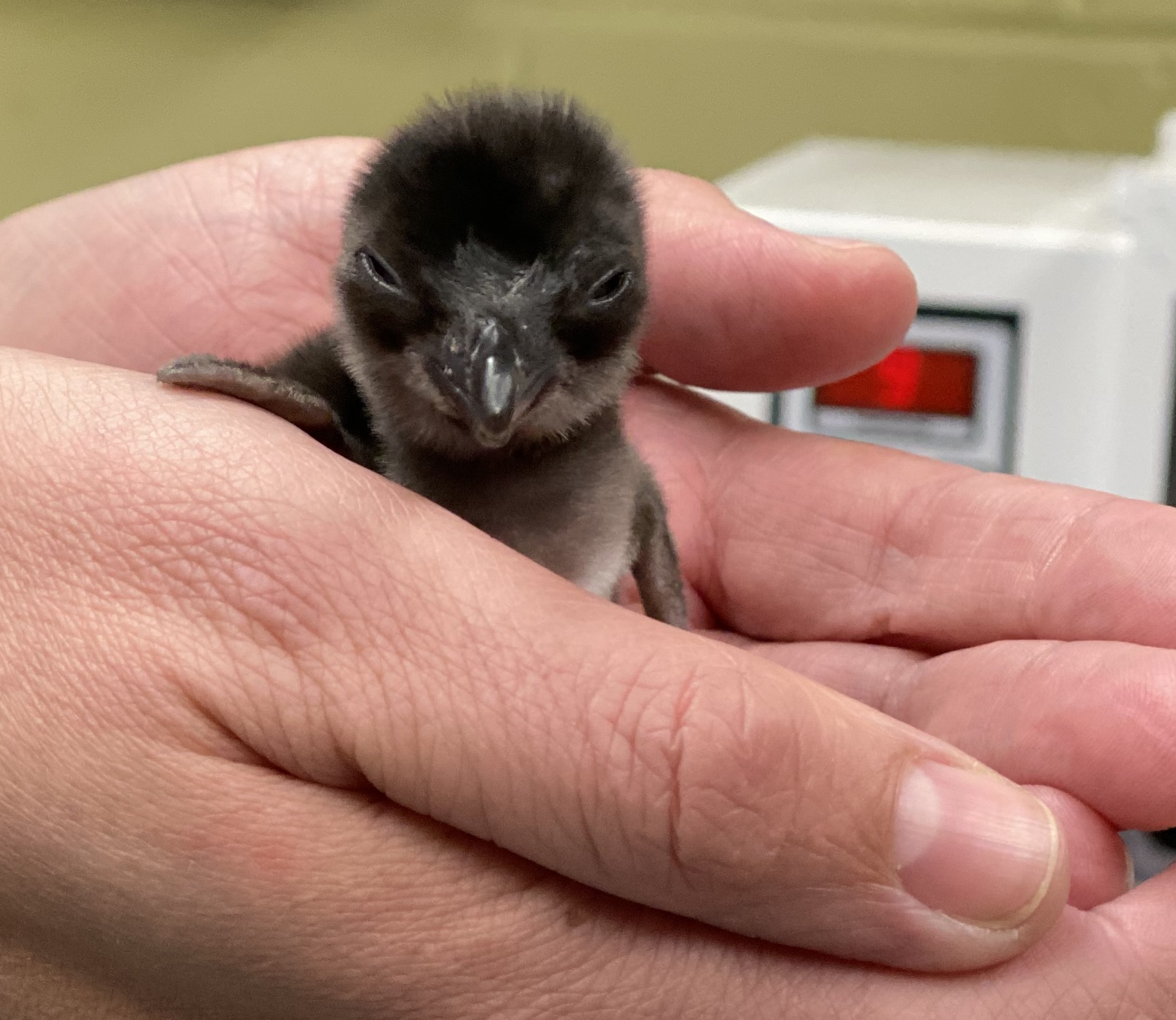 little blue penguin chick in keepers hands