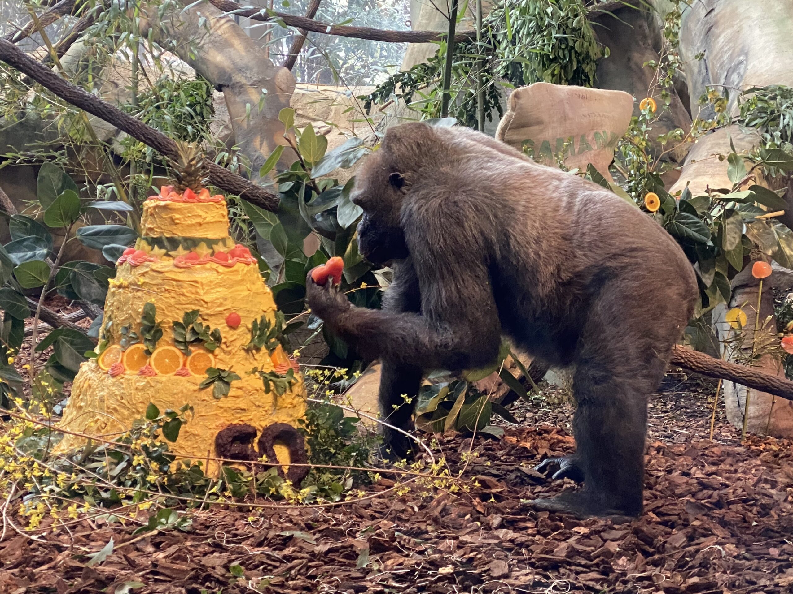 samantha the gorilla looks at her 50th birthday cake while holding a watermelon shaped like a heart