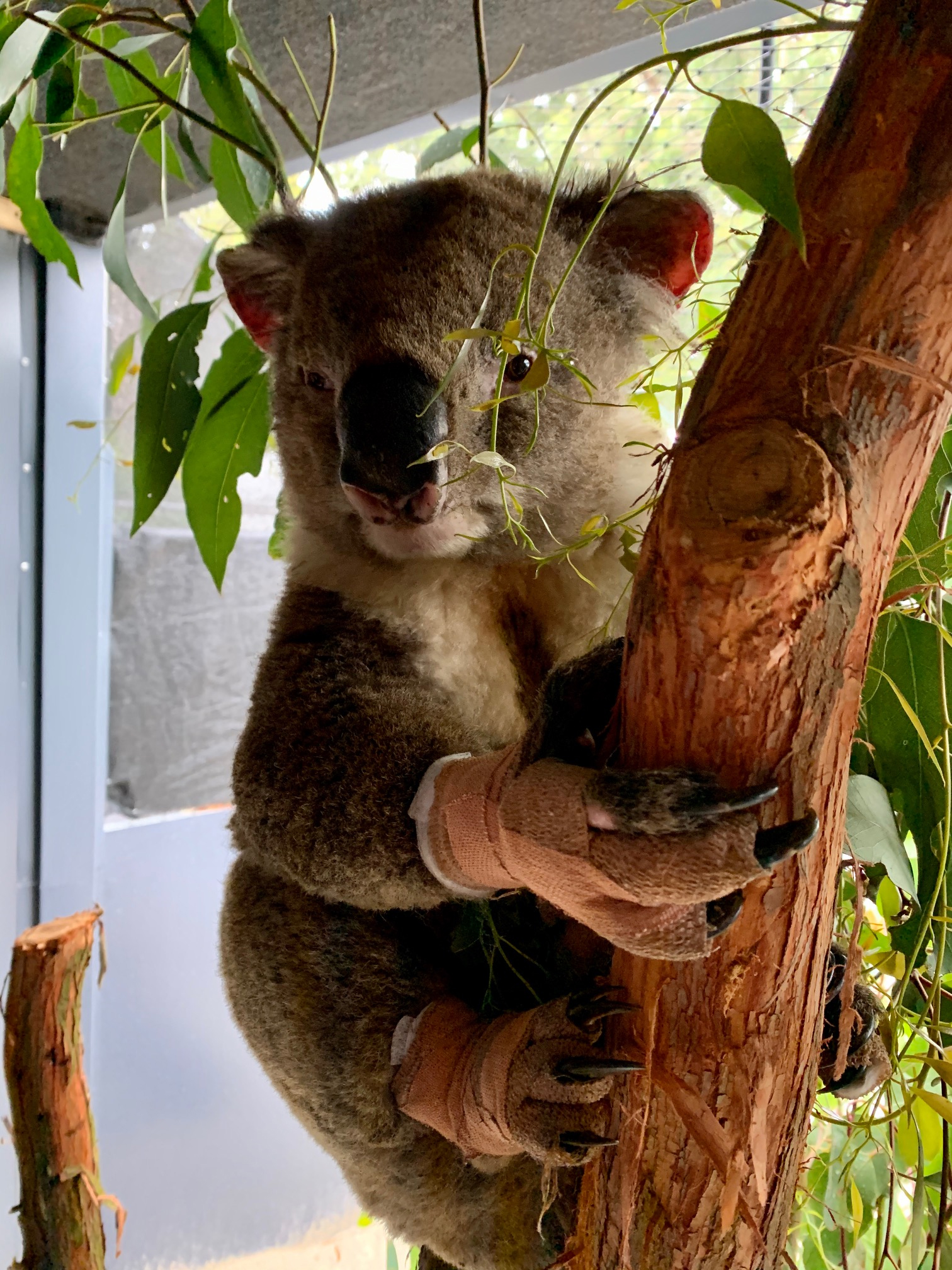 roger the rescued koala at zoos victoria who sustained burns on his paws from the AU wildfires