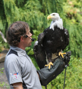 Meet the Cincinnati Zoo’s Bald Eagles - Cincinnati Zoo & Botanical Garden