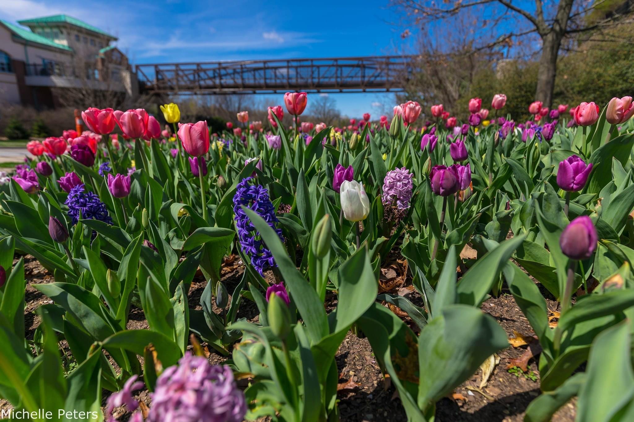 Cincinnati Zoo & Botanical Garden Bringing Blooms to You!