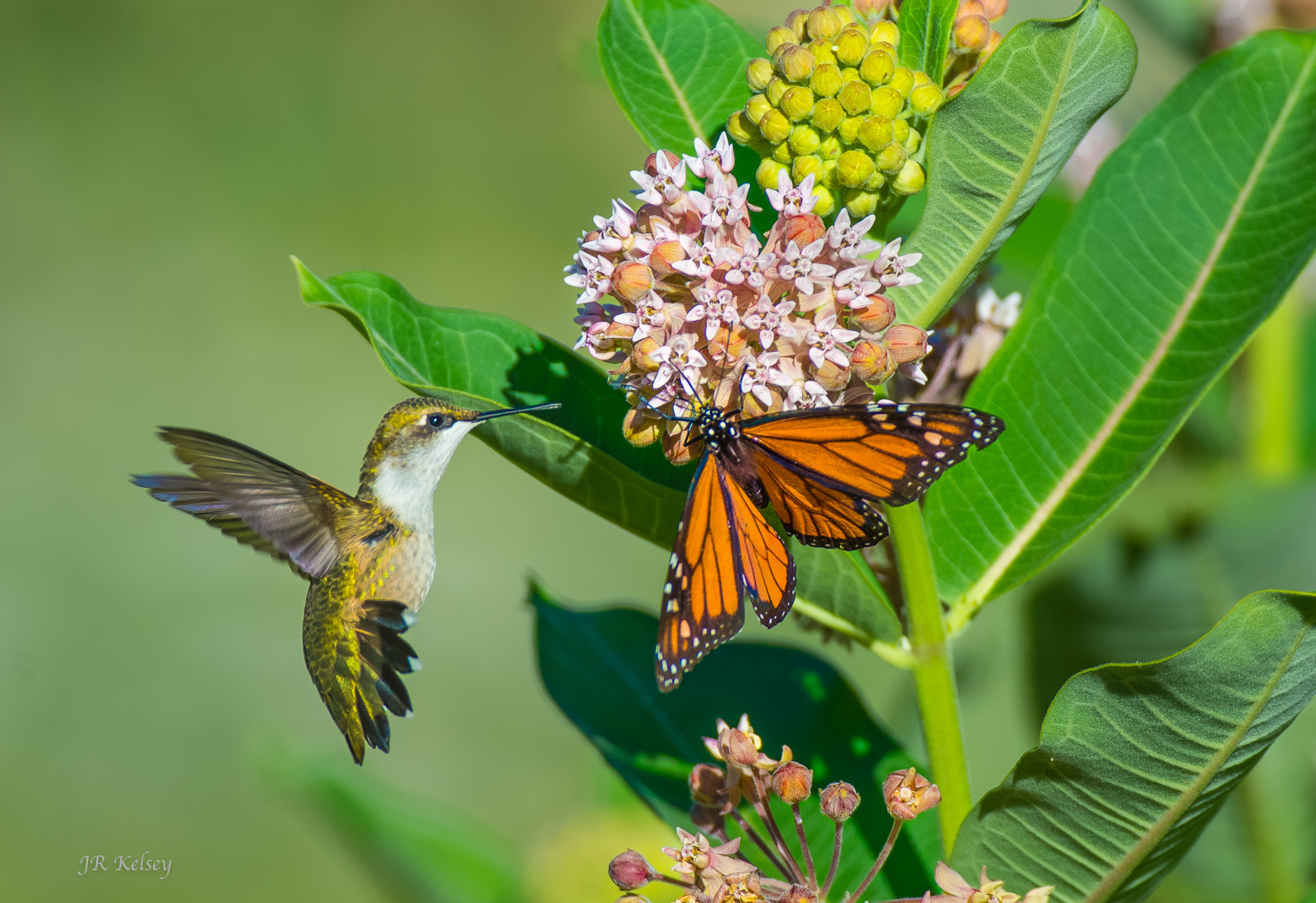Hummingbird and monarch on milkweed (Photo: John R Kelsey)