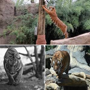 malayan tiger collage