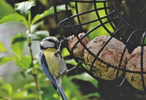 Bird Feeders