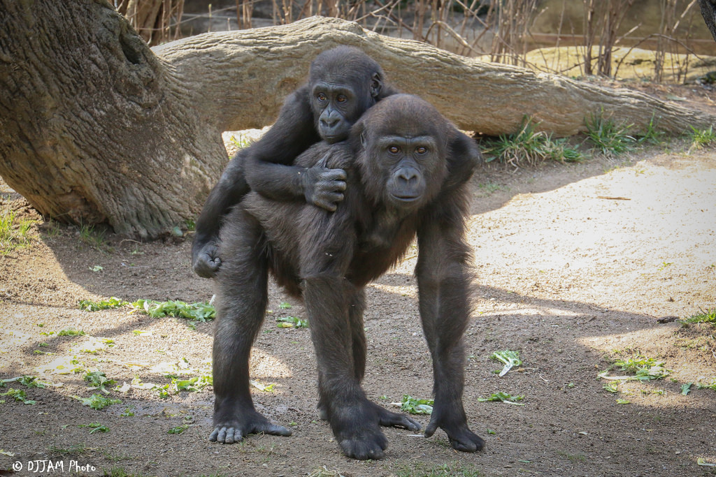 World Gorilla Day: Meet our Gorillas!