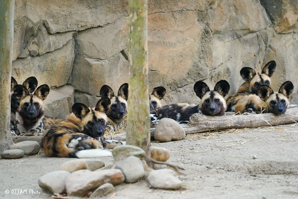 Pupdate: African Painted Dogs