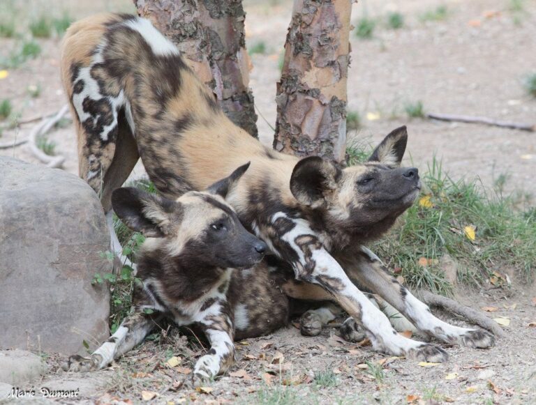 Pupdate: African Painted Dogs - Cincinnati Zoo & Botanical Garden