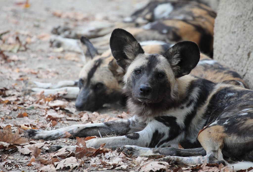 Pupdate: African Painted Dogs - Cincinnati Zoo & Botanical Garden
