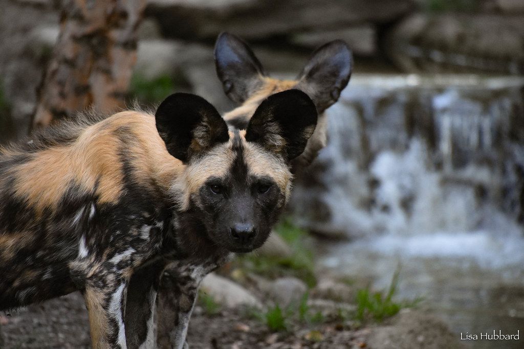 Pupdate: African Painted Dogs - Cincinnati Zoo & Botanical Garden