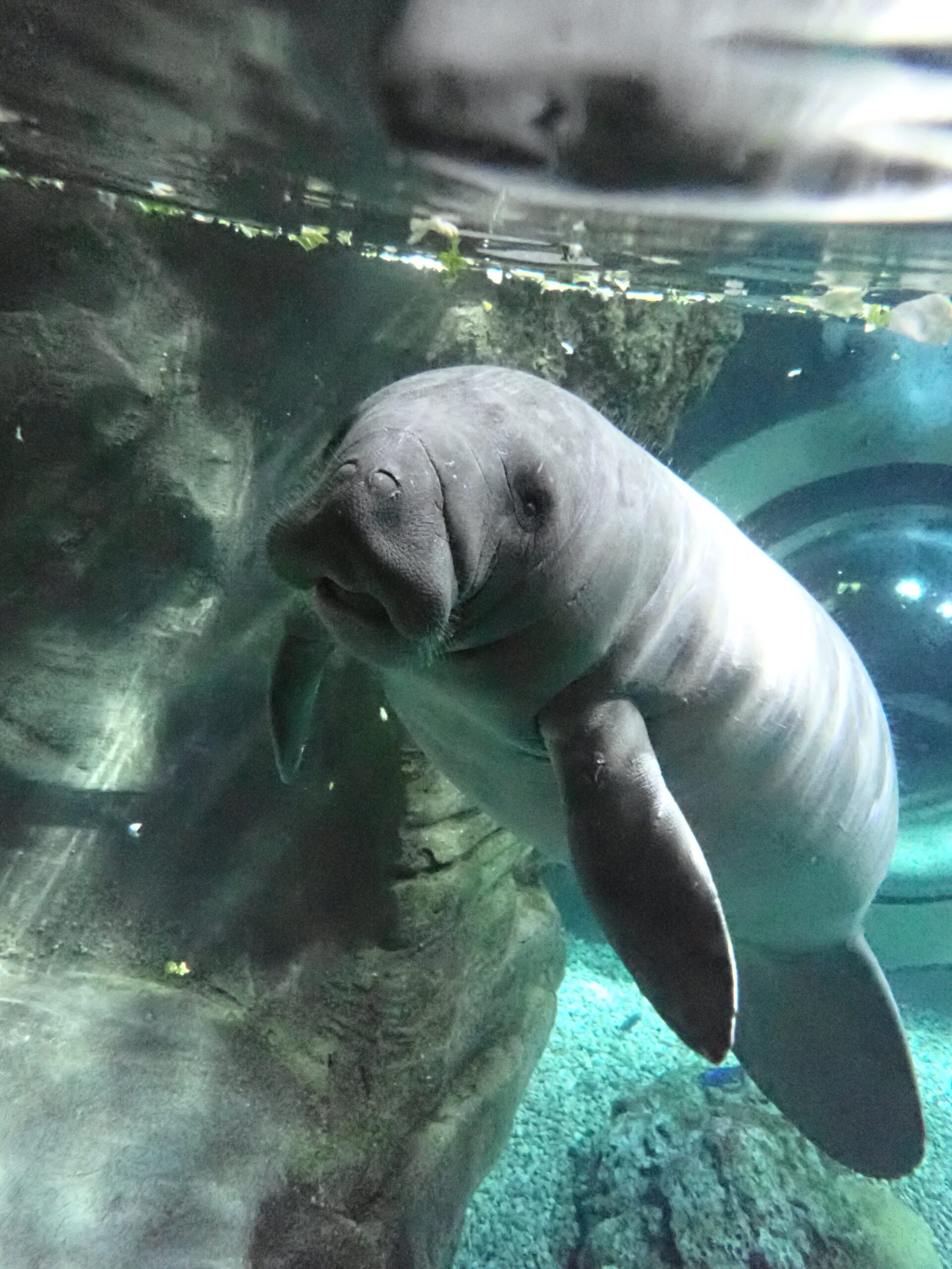 Manatee Rehabilitated at Cincinnati Zoo Released in Ft. Meyers, Florida
