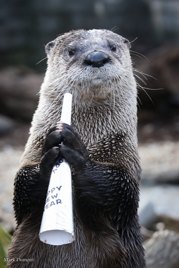 otter holding happy new year horn