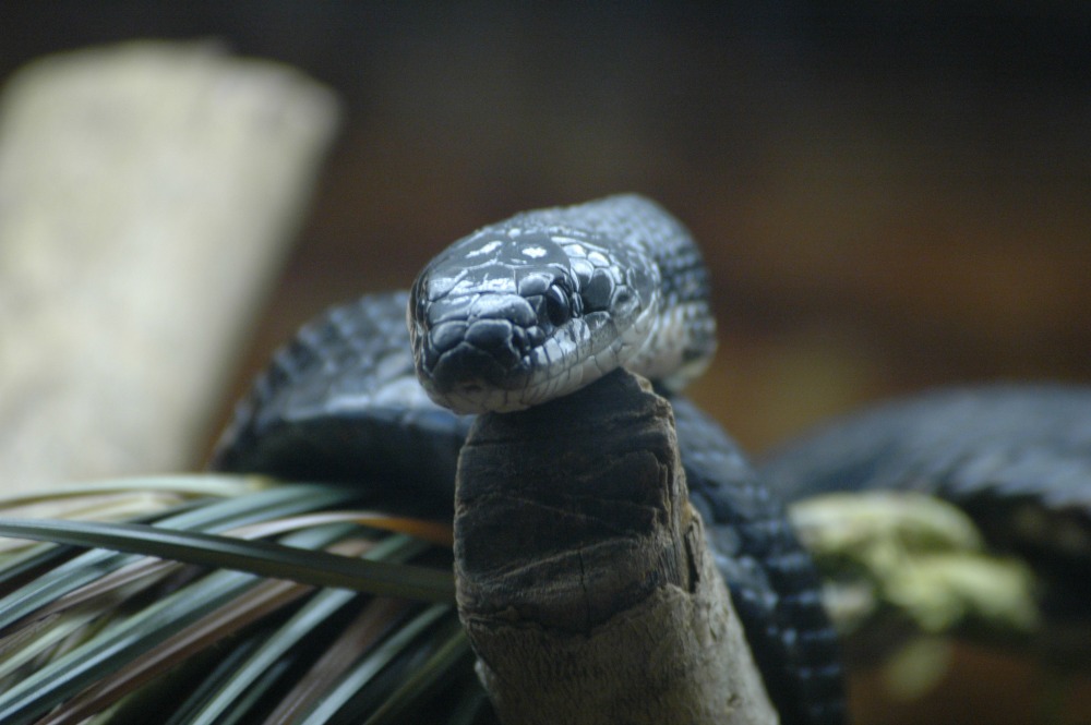 black rat snake looking at camera