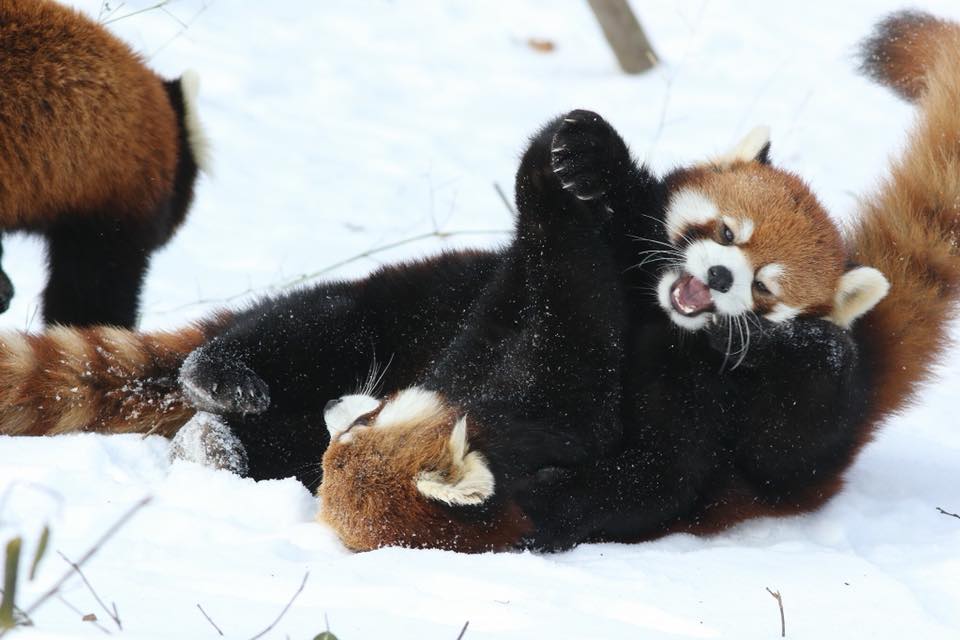 Zoo von Cincinatti: Rote Pandas toben im Schnee - Gesellschaft - FAZ