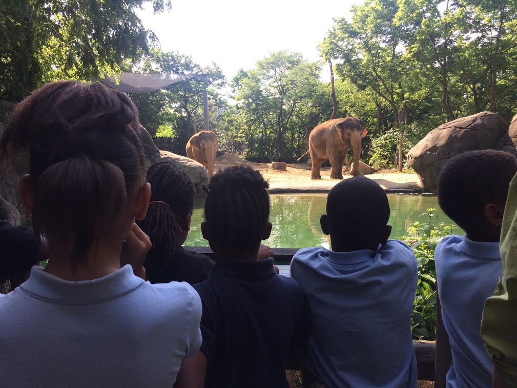 group of students looking at elephants on habitat