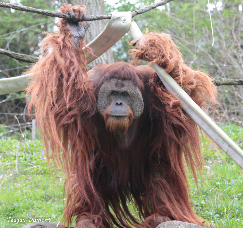 3D model Male Orangutan T-pose Fur