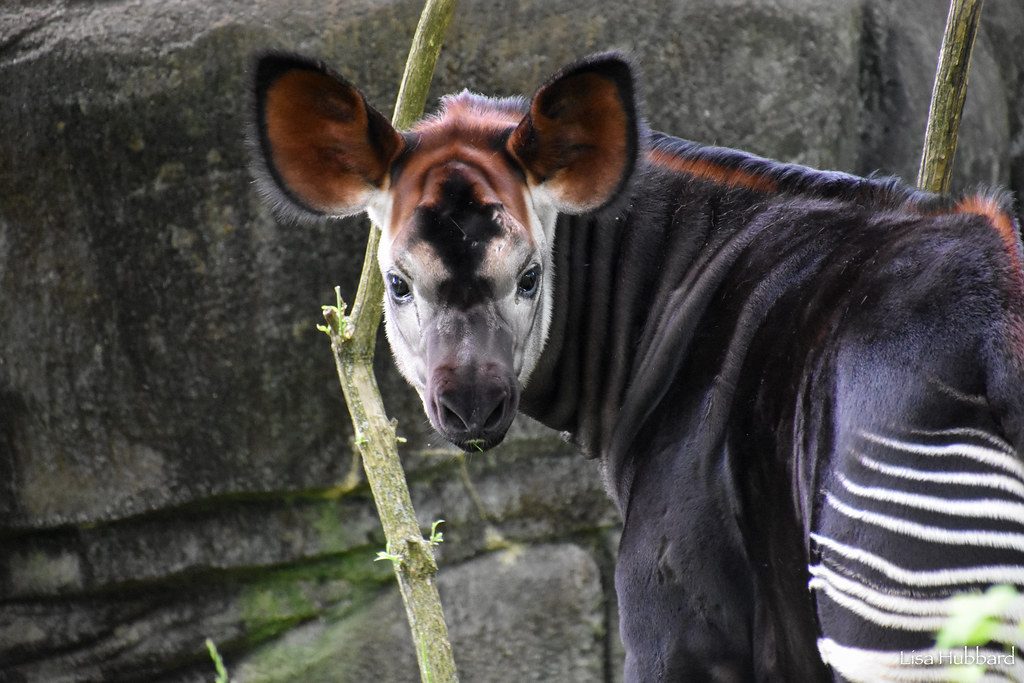 Cincinnati Zoo Conservation Grants Awarded to Staff Working to Save Wildlife