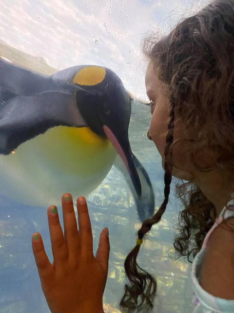 child looking at a king penguin