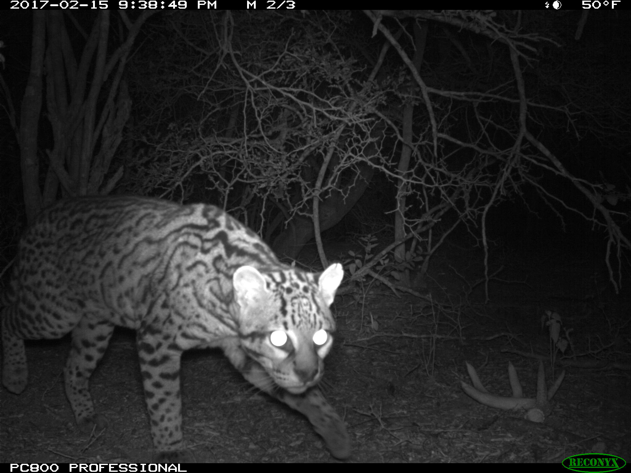 Roadkill Rescue Gives Deceased Wild Ocelot a Chance to Be a Father in the Future
