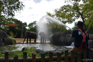 firefighter spraying a hose of water at two elephants enjoying a bath