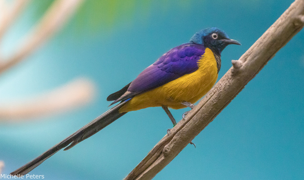 golden-breasted starling on a branch
