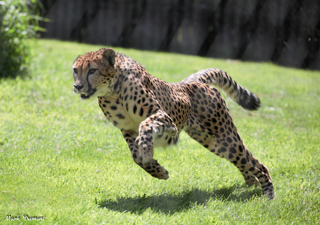 International Cheetah Day 2021