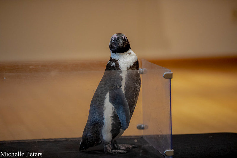 african penguin at outreach program