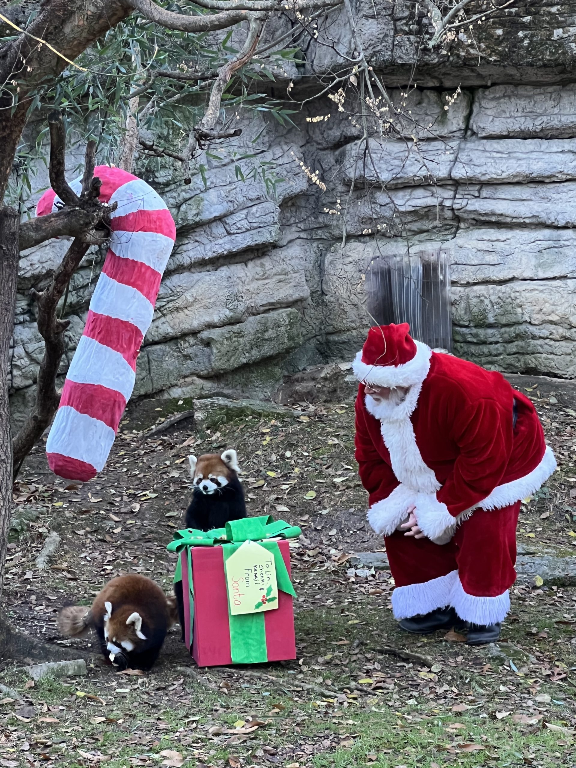 santa giving presents to red pandas