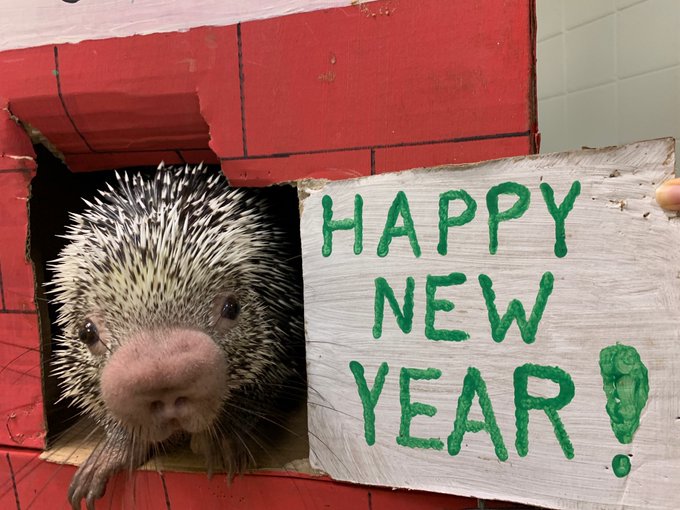 happy new year sign from rico porcupine