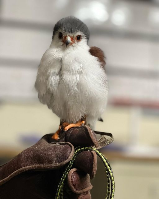 tanzi pygmy falcon