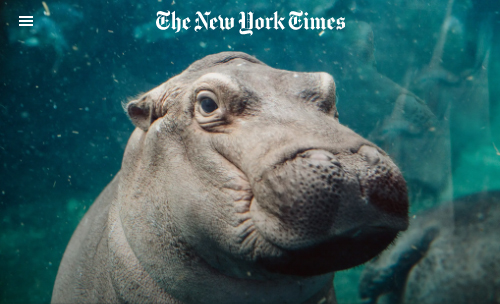 fiona the hippo new york times