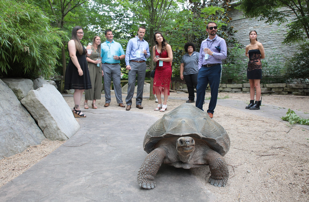 event with people walking with galapagos tortoise