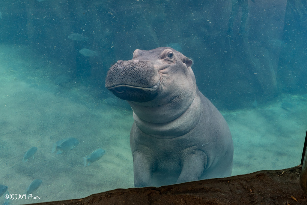 fiona hippo underwater